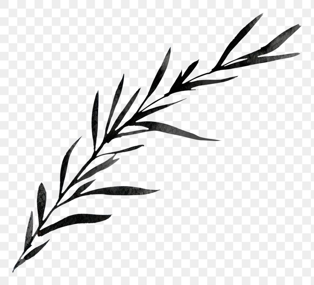PNG Rosemary drawing sketch plant. AI generated Image by rawpixel.