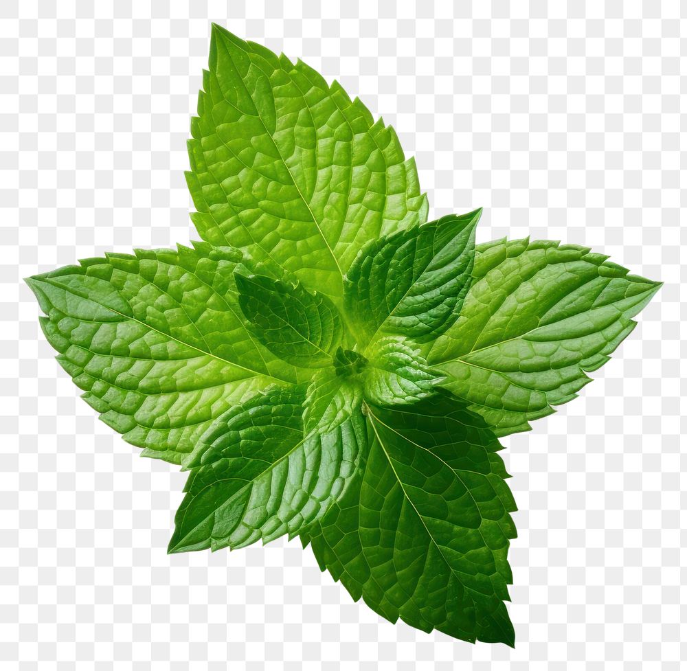 PNG Mint leaf plant herbs white background