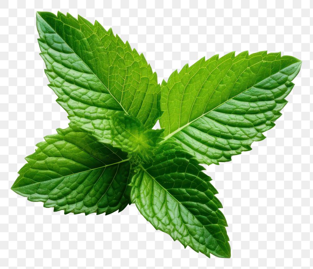 PNG Mint leaf plant herbs white background. AI generated Image by rawpixel.