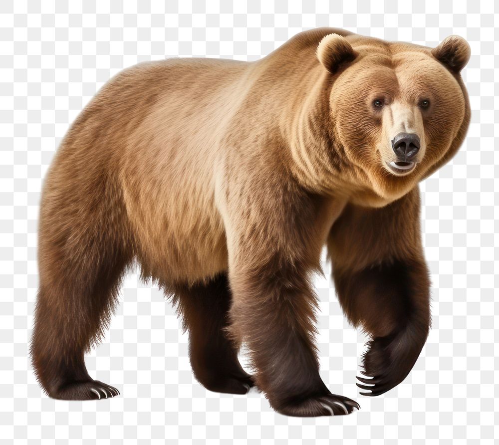 PNG Animal bear wildlife mammal. AI generated Image by rawpixel.