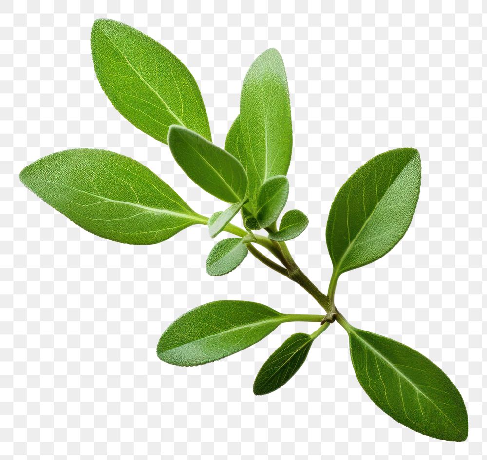 PNG Plant herbs leaf annonaceae. AI generated Image by rawpixel.