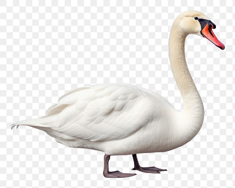 PNG Animal swan goose white. AI generated Image by rawpixel.