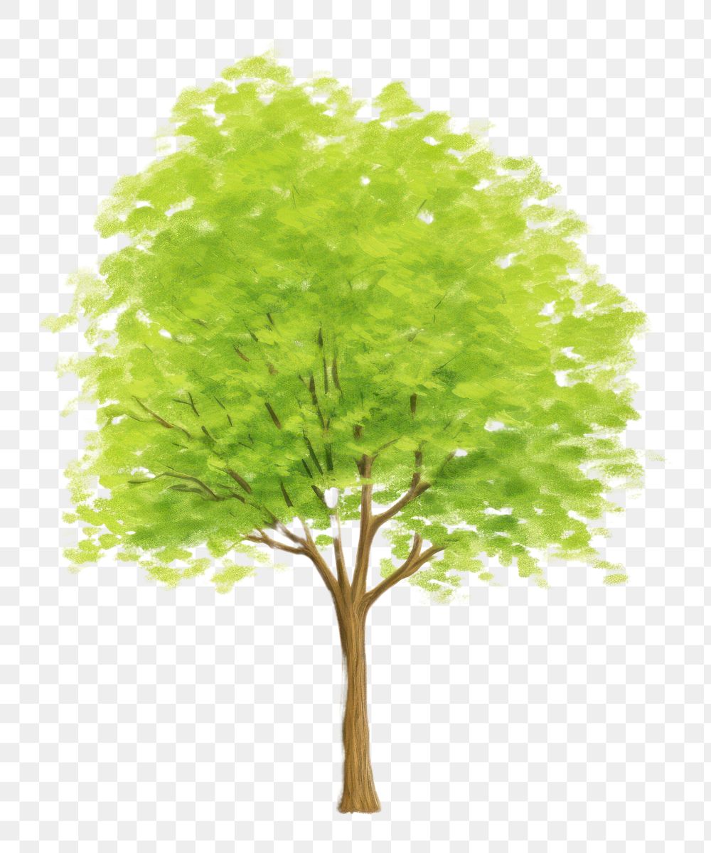 PNG Tree plant maple white background. AI generated Image by rawpixel.