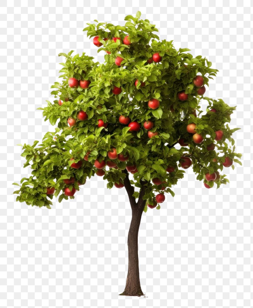 PNG  Apple tree plant fruit white background
