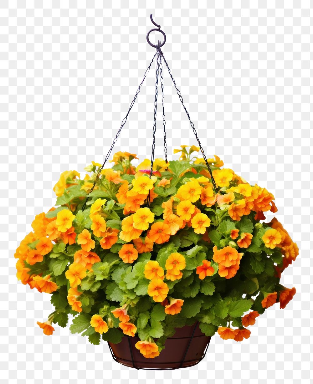 PNG  Flower hanging plant white background. AI generated Image by rawpixel.
