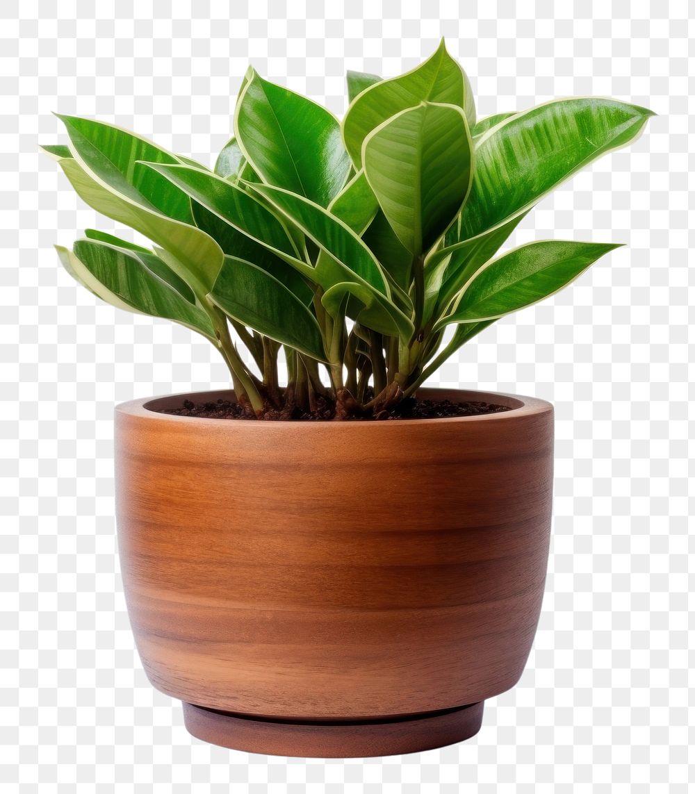 PNG  Potted plant leaf wood vase