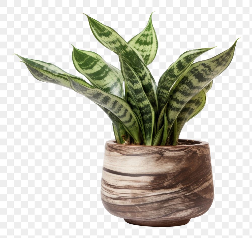 PNG  Potted snake plant leaf wood vase. AI generated Image by rawpixel.