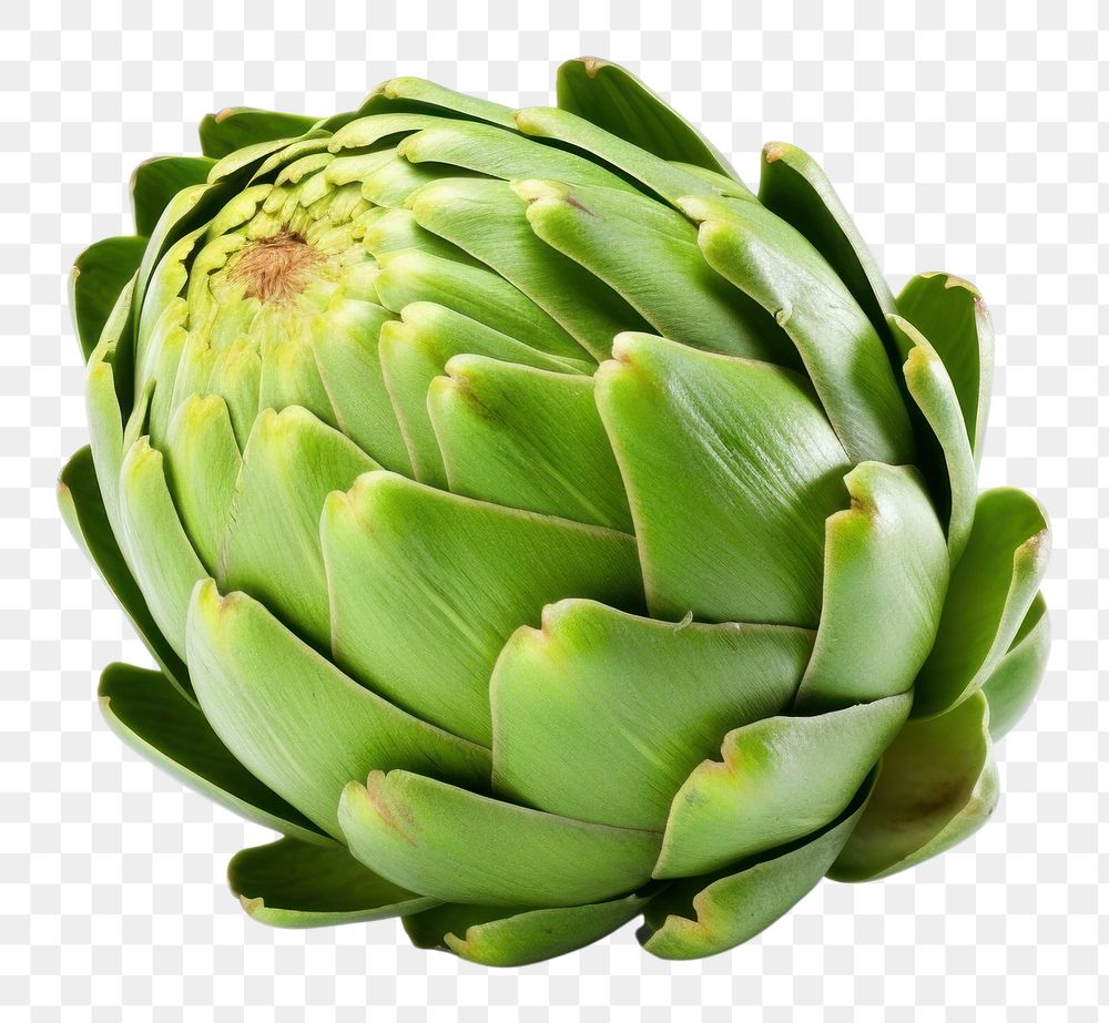 PNG  Greeen artichoke vegetable plant food. AI generated Image by rawpixel.