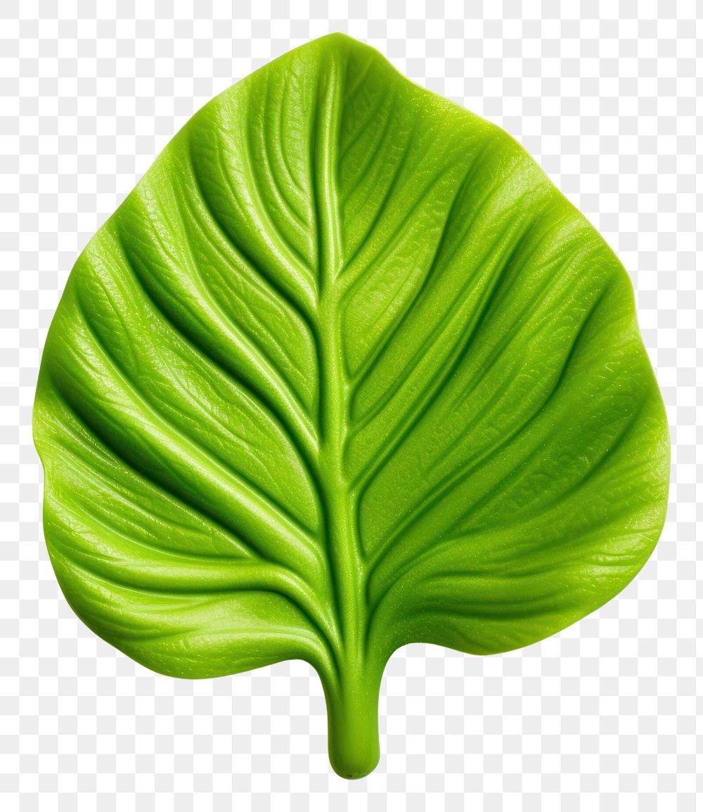 Leaf plant petal green. AI generated Image by rawpixel.