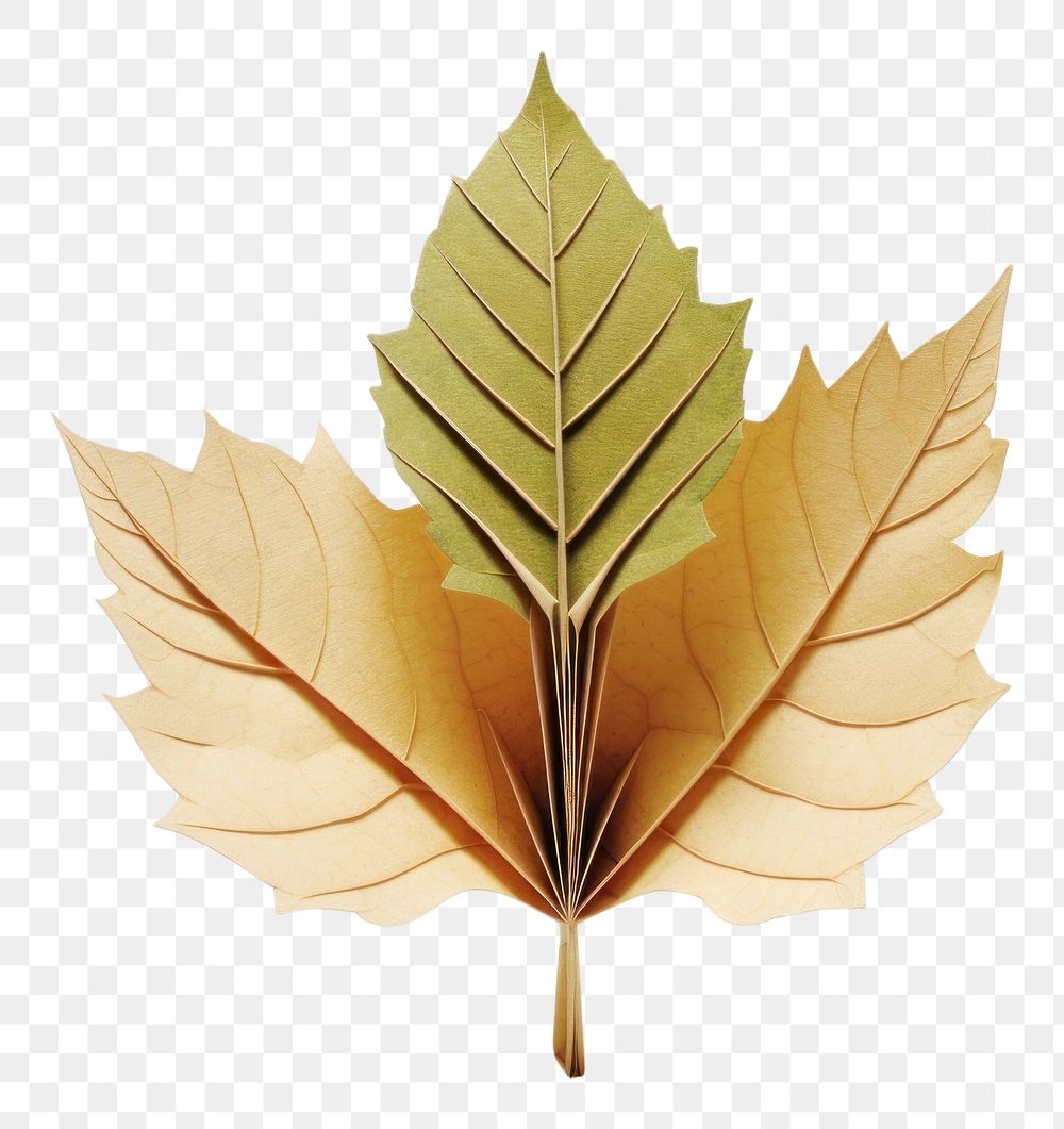 PNG Leaf plant paper tree. AI generated Image by rawpixel.