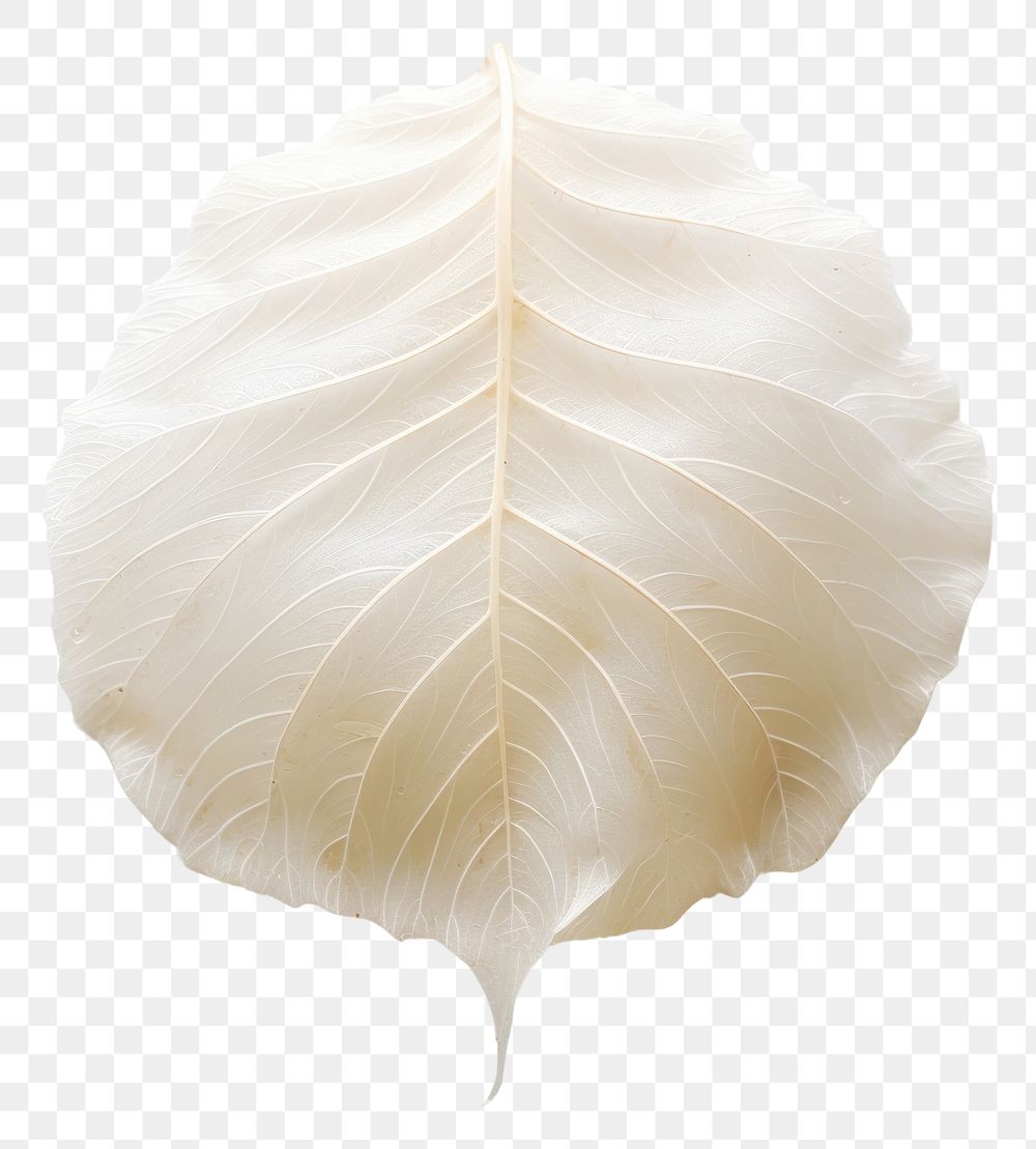 Leaf petal plant white. AI generated Image by rawpixel.