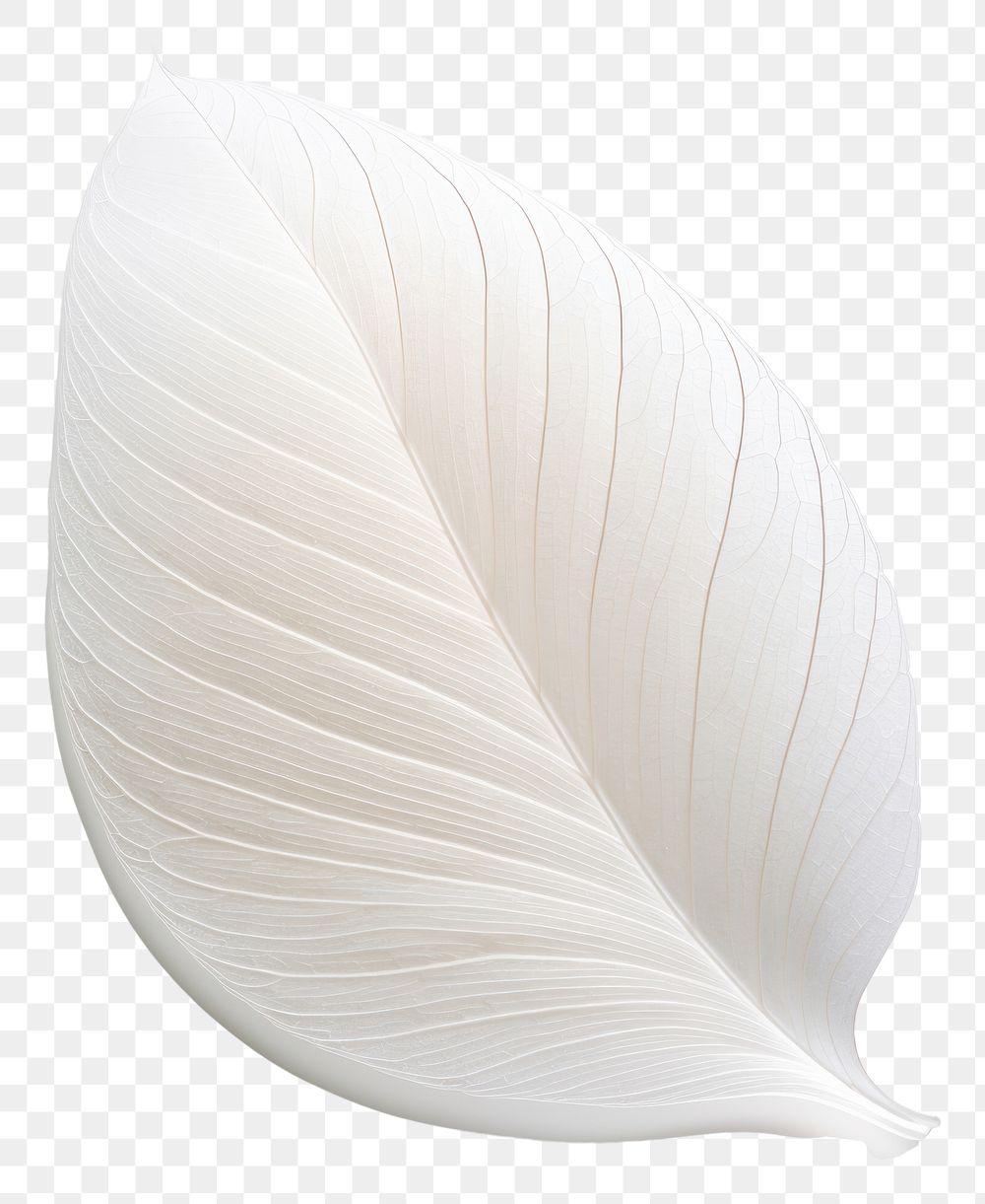 Leaf plant petal white. AI generated Image by rawpixel.
