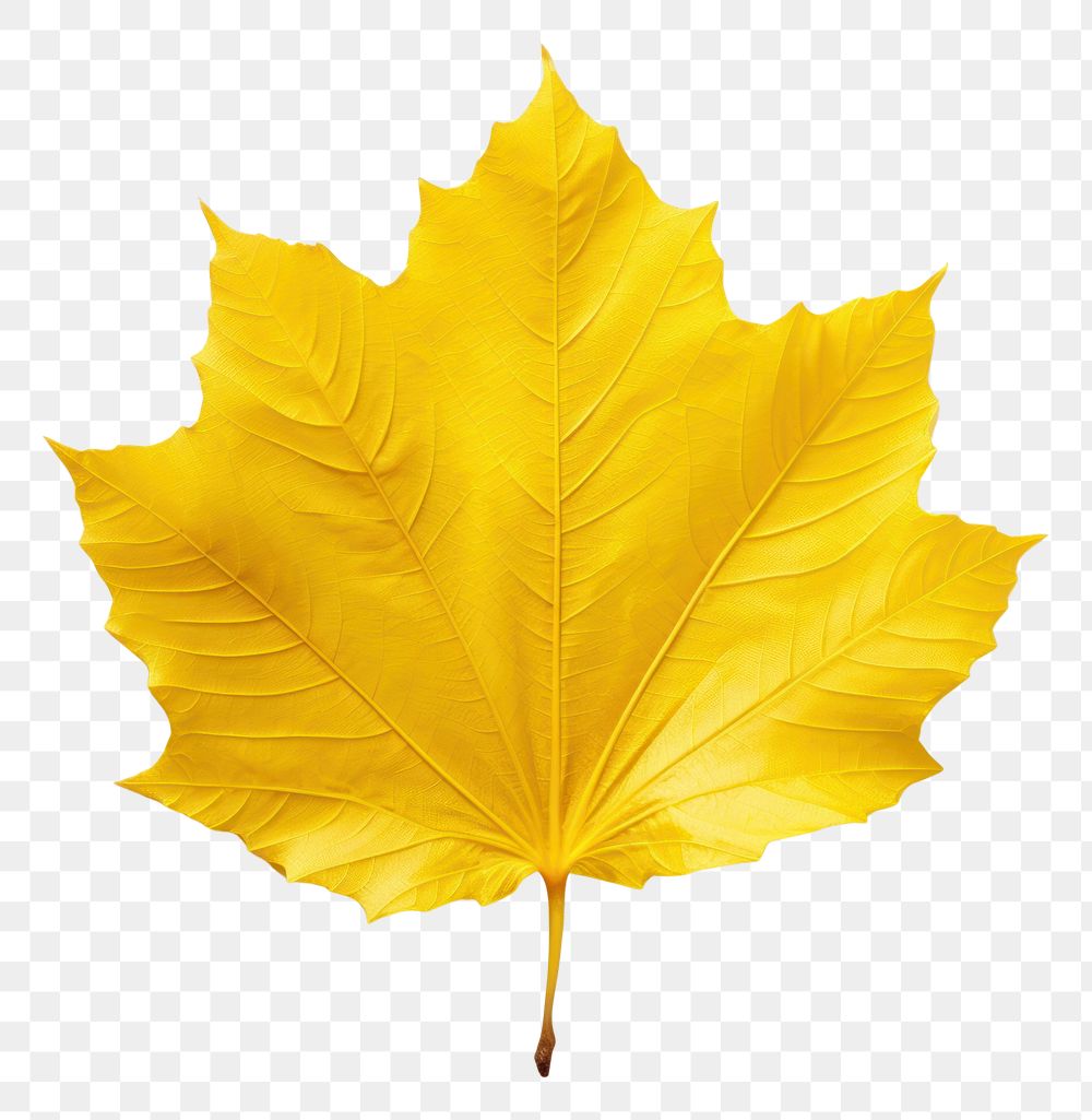 Yellow leaf plant tree white background. AI generated Image by rawpixel.