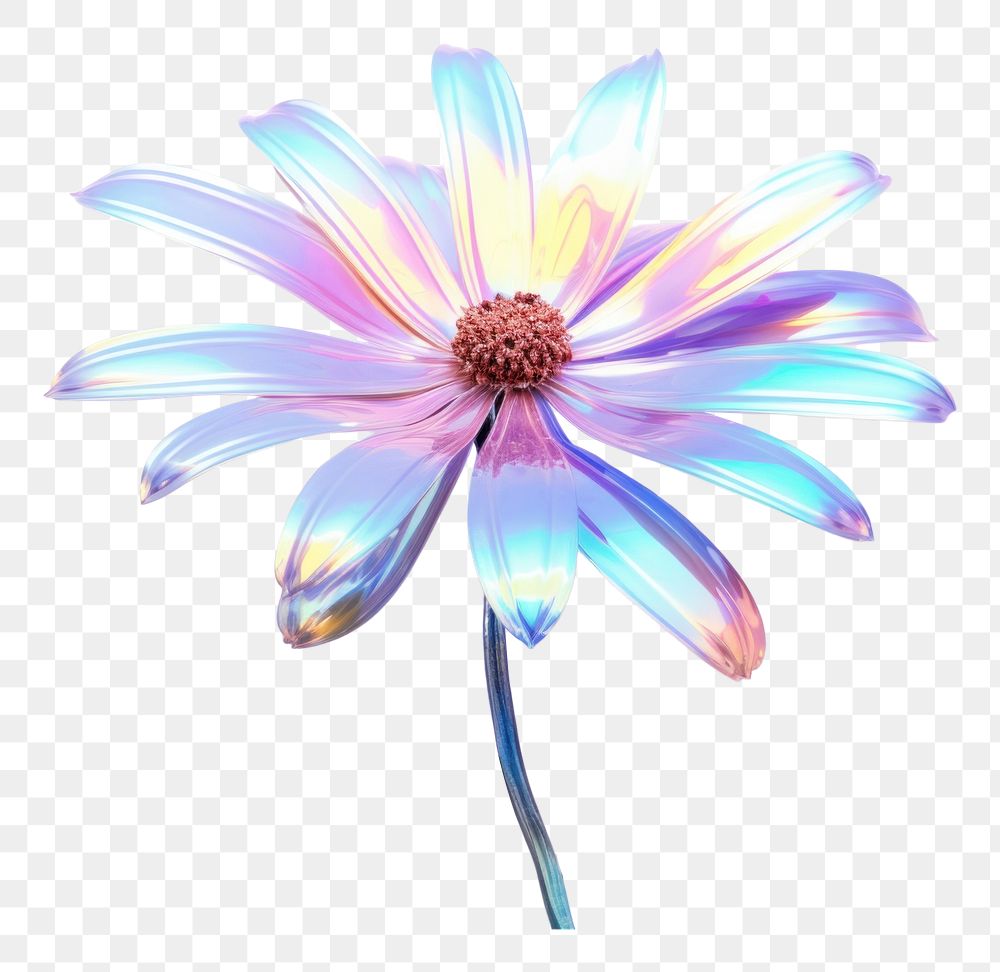 PNG  Daisy flower petal plant daisy