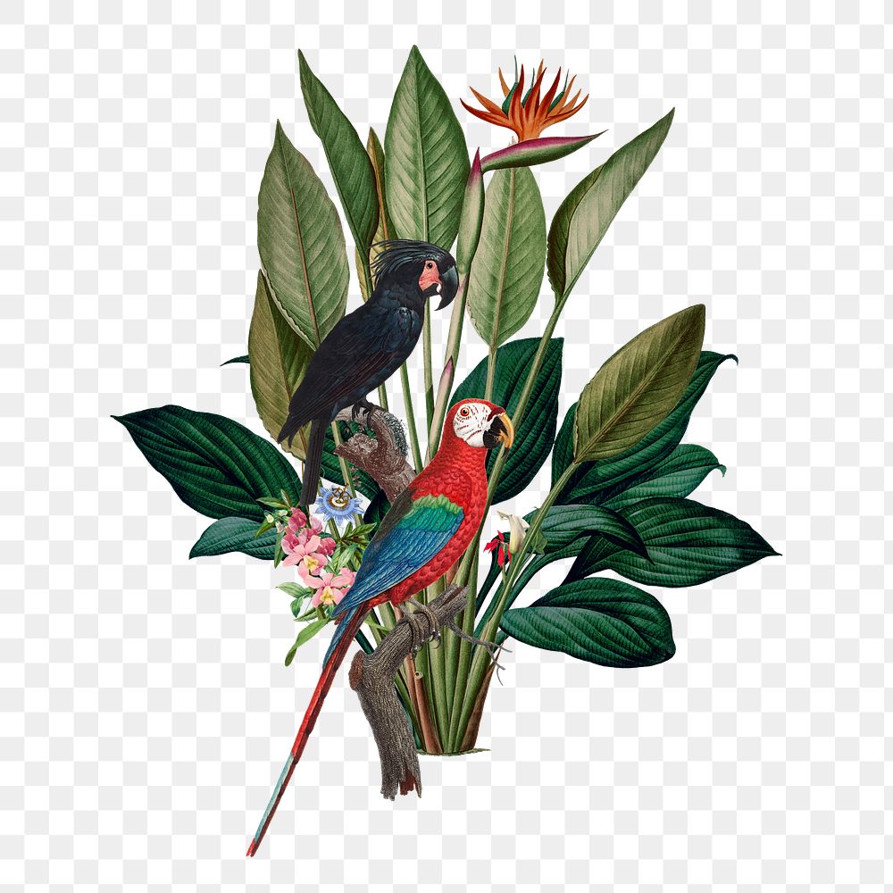 PNG Vintage parrots, botanical illustration, transparent background. Remixed by rawpixel.