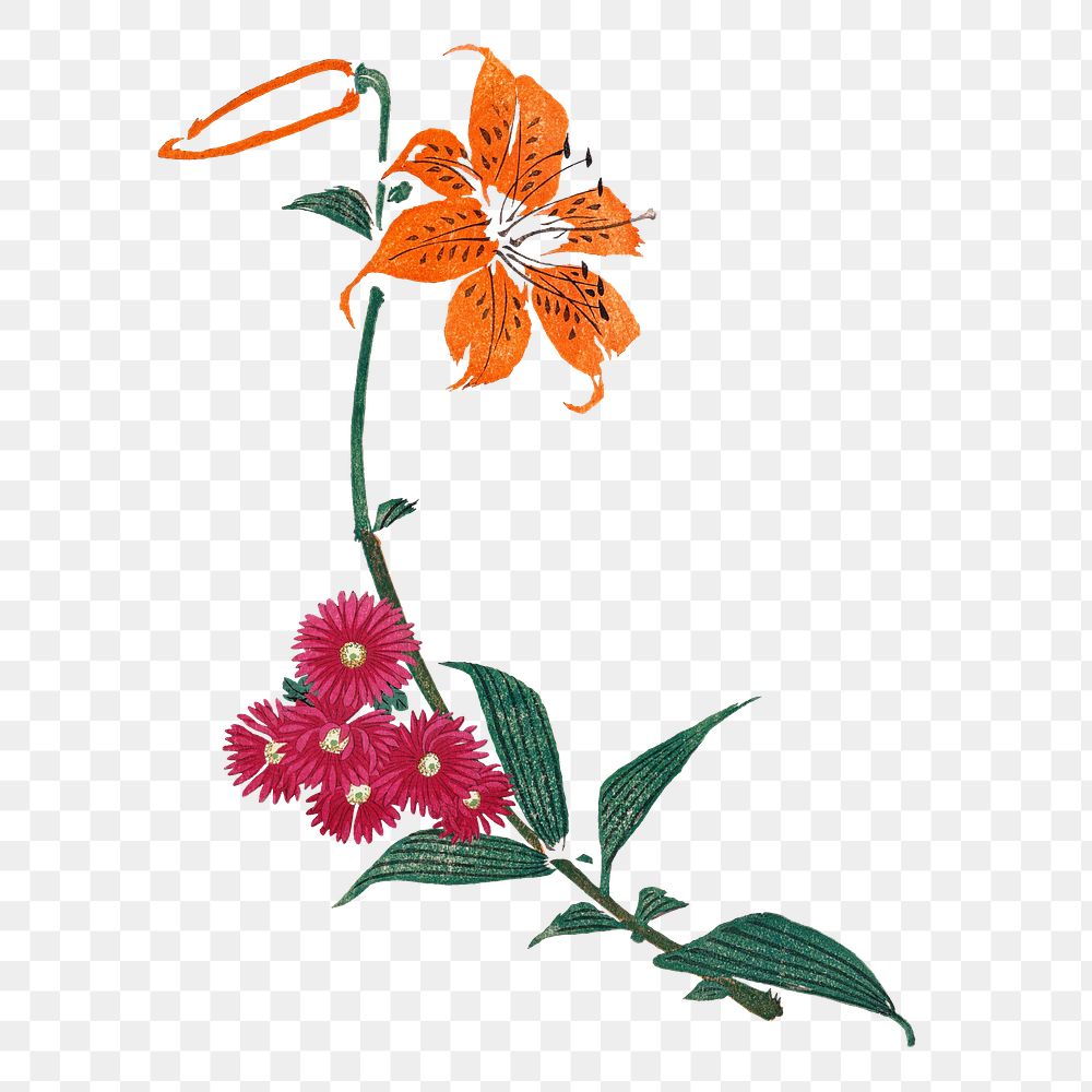 PNG Tiger lily flower, vintage illustration, transparent background. Remixed by rawpixel.