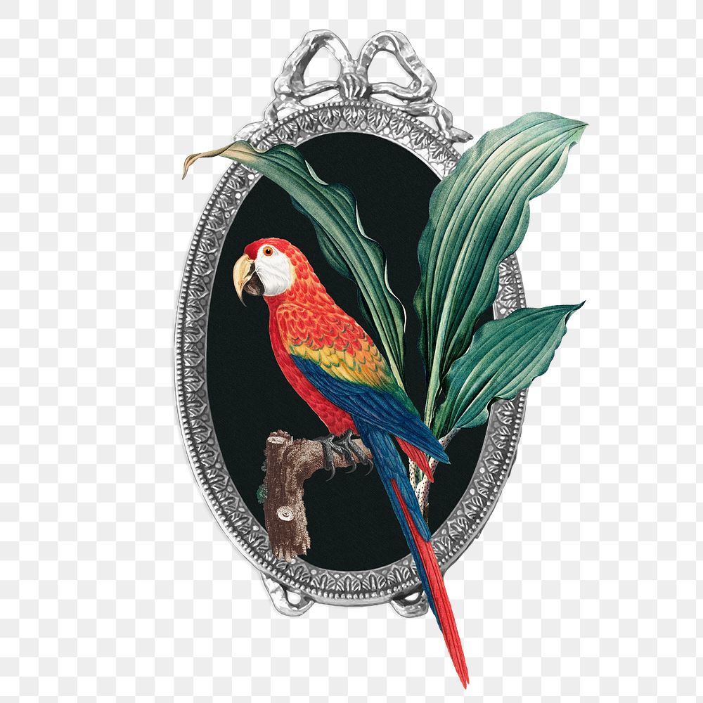 PNG Vintage parrot & mirror, animal illustration, transparent background. Remixed by rawpixel.