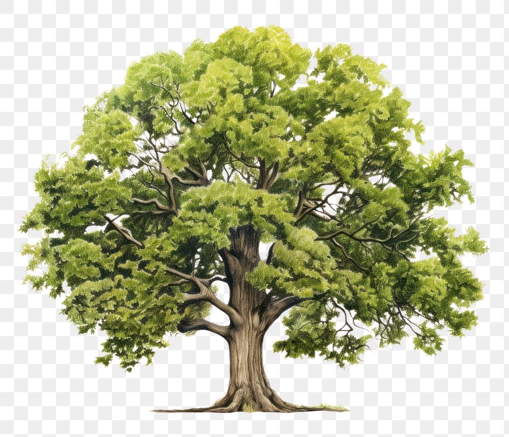 PNG Oak tree plant tranquility outdoors. AI generated Image by rawpixel.