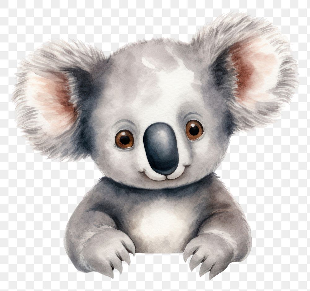 PNG Peeking Koala showing emotion curious koala mammal cute. AI generated Image by rawpixel.