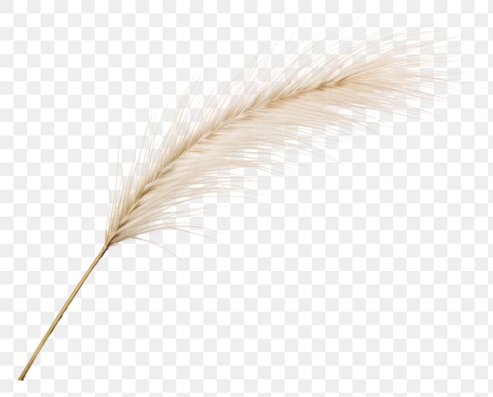 PNG  Feather Reed grass backgrounds feather plant. AI generated Image by rawpixel.