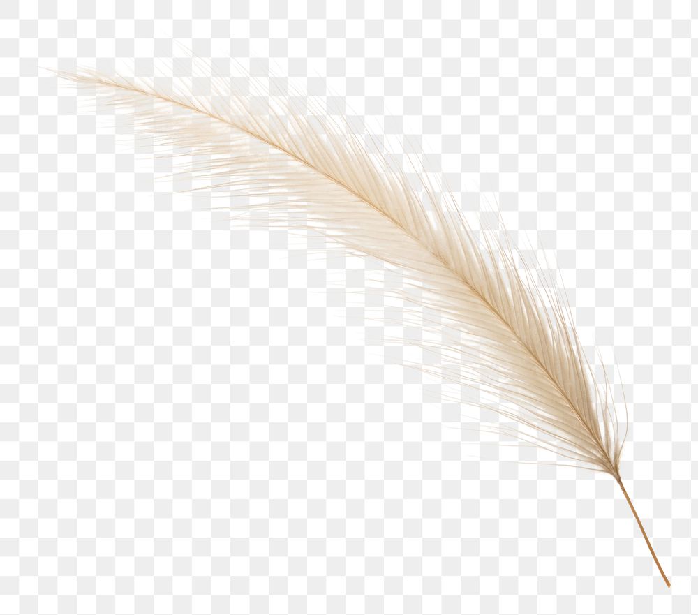 PNG  Feather Reed grass backgrounds feather white. AI generated Image by rawpixel.