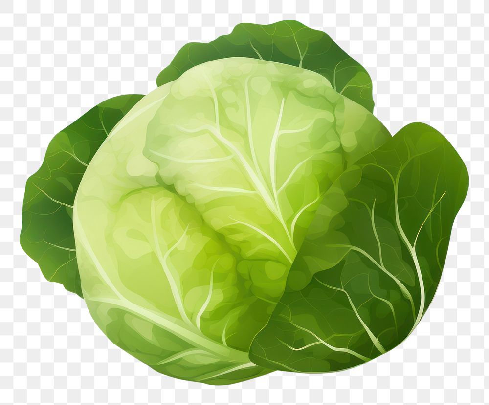 PNG  Brussels Sprout vegetable cabbage plant. AI generated Image by rawpixel.