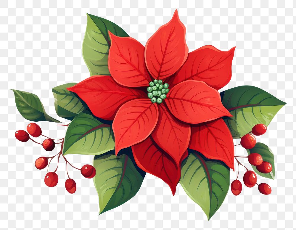 PNG Christmas poinsettia, transparent background