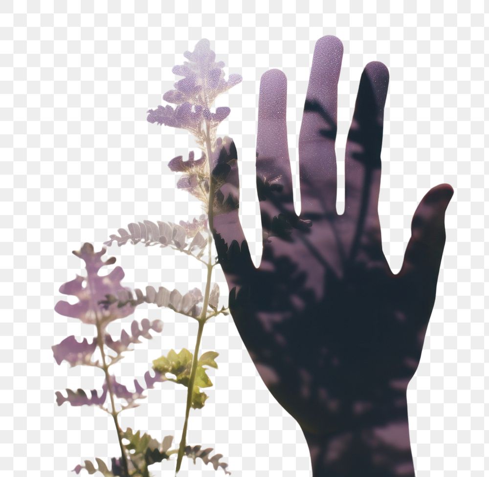 PNG A hand holding plant outdoors nature flower. AI generated Image by rawpixel.