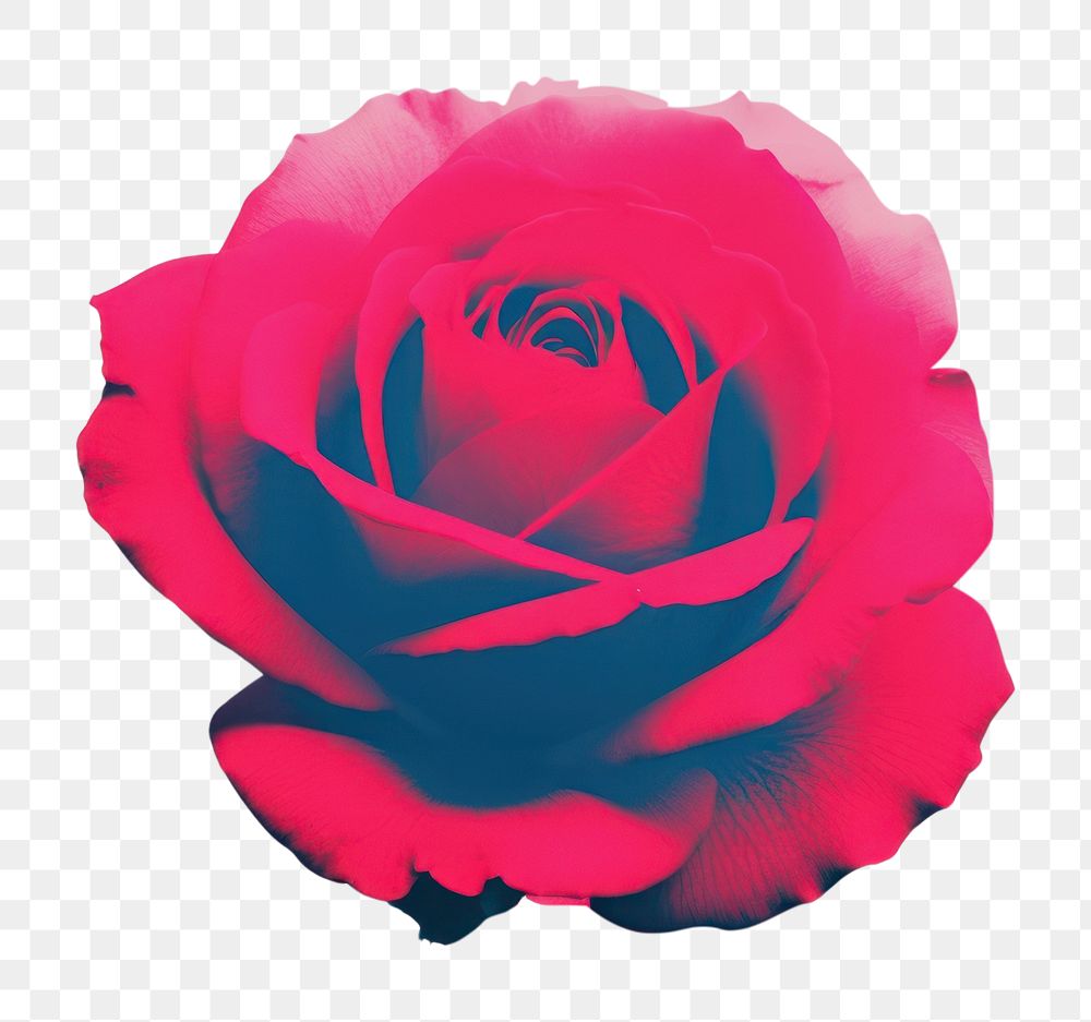 PNG Red rose flower petal plant. AI generated Image by rawpixel.