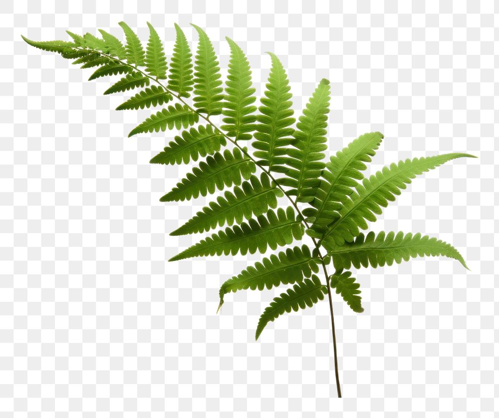 PNG Fern plant leaf freshness. 