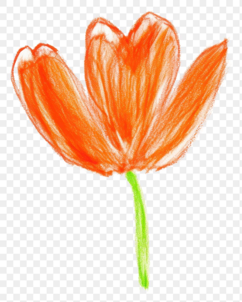 PNG  Tulip drawing flower petal