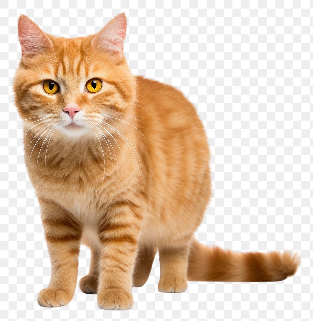 PNG  Big ginger cat standing mammal animal. AI generated Image by rawpixel.