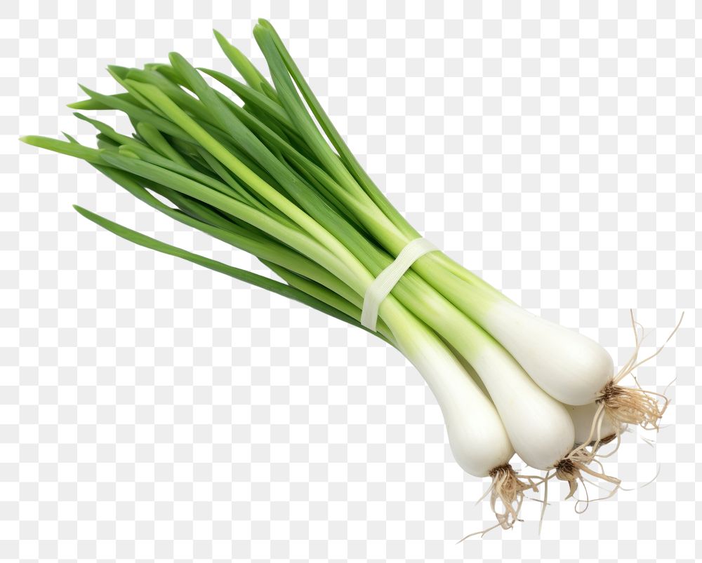 PNG  Single Japanese Scallion vegetable plant food. AI generated Image by rawpixel.