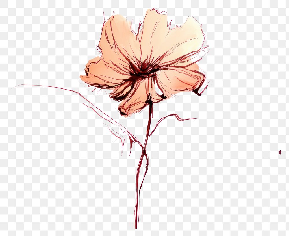 PNG Flower drawing flower sketch. AI generated Image by rawpixel.