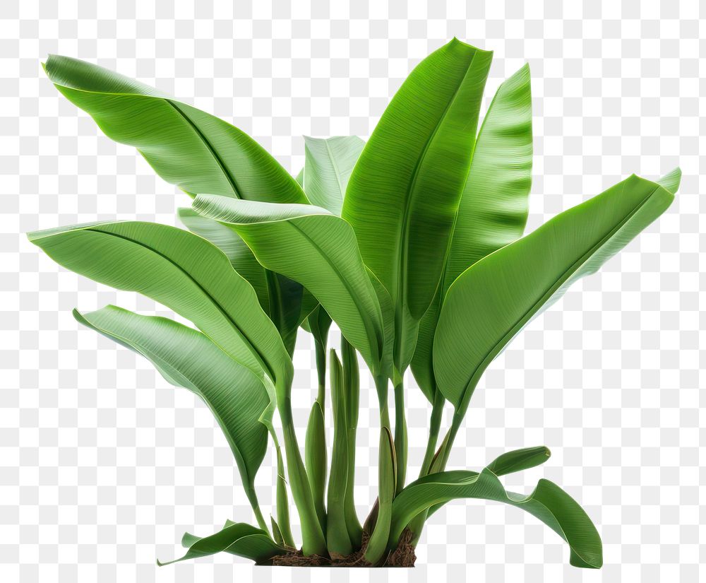 PNG Banana tree plant leaf white background. AI generated Image by rawpixel.