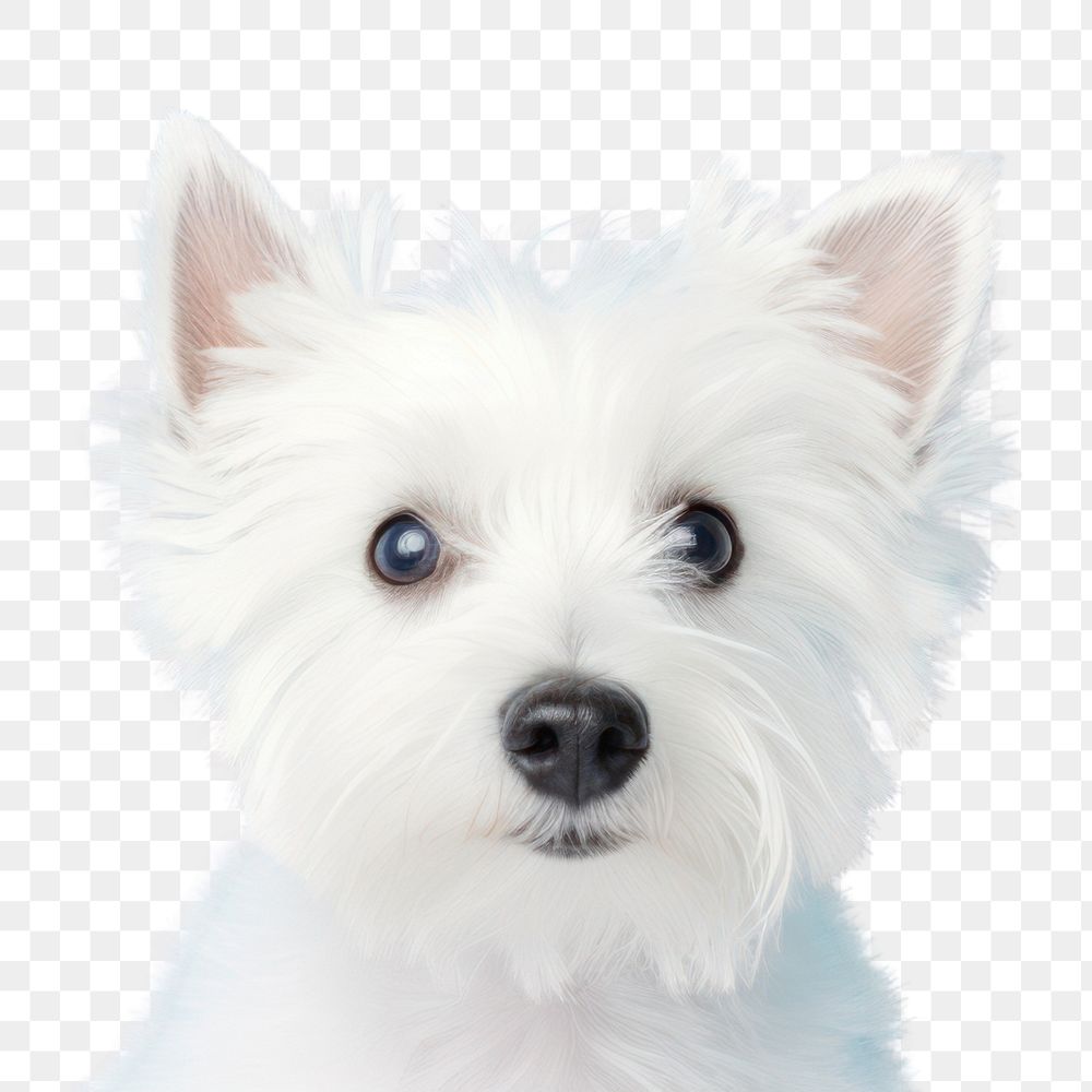 PNG Carnivora portrait terrier maltese. AI generated Image by rawpixel.