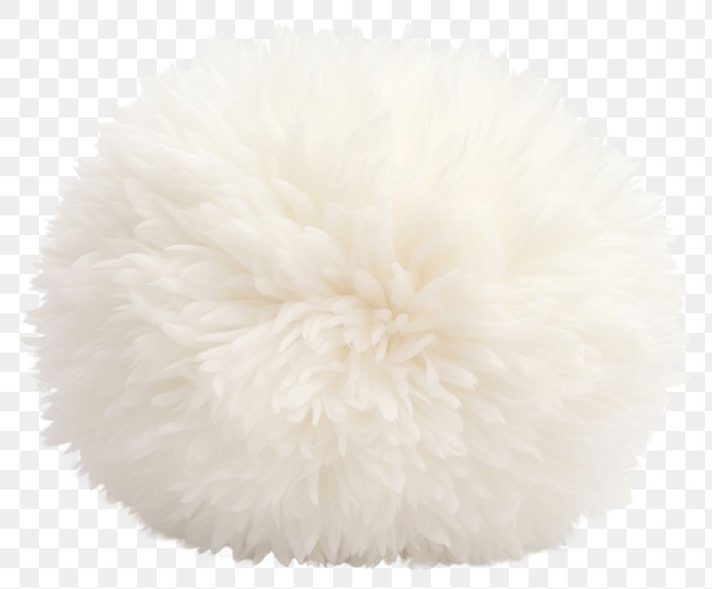PNG Daisy flower white fur white background. AI generated Image by rawpixel.