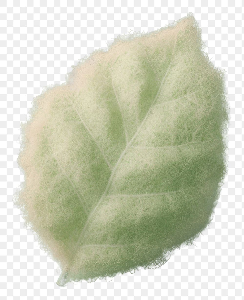 PNG Leaf icon shape plant softness nature. AI generated Image by rawpixel.