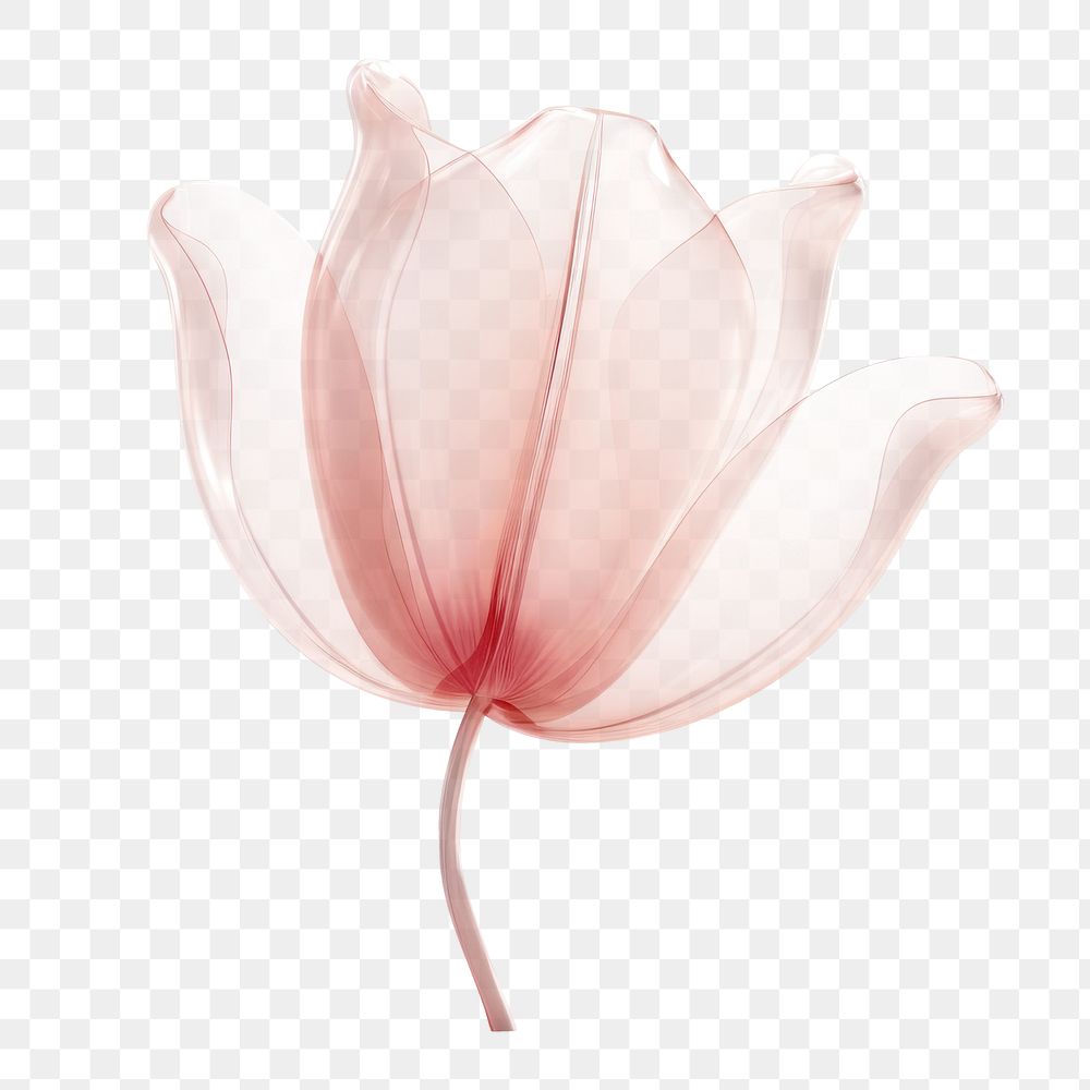 PNG Tulip flower petal plant rose