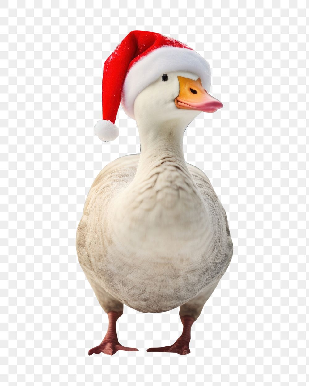 Photo of a *goose wearing santa hat, walking*, clear bright, in the park --ar 3:2