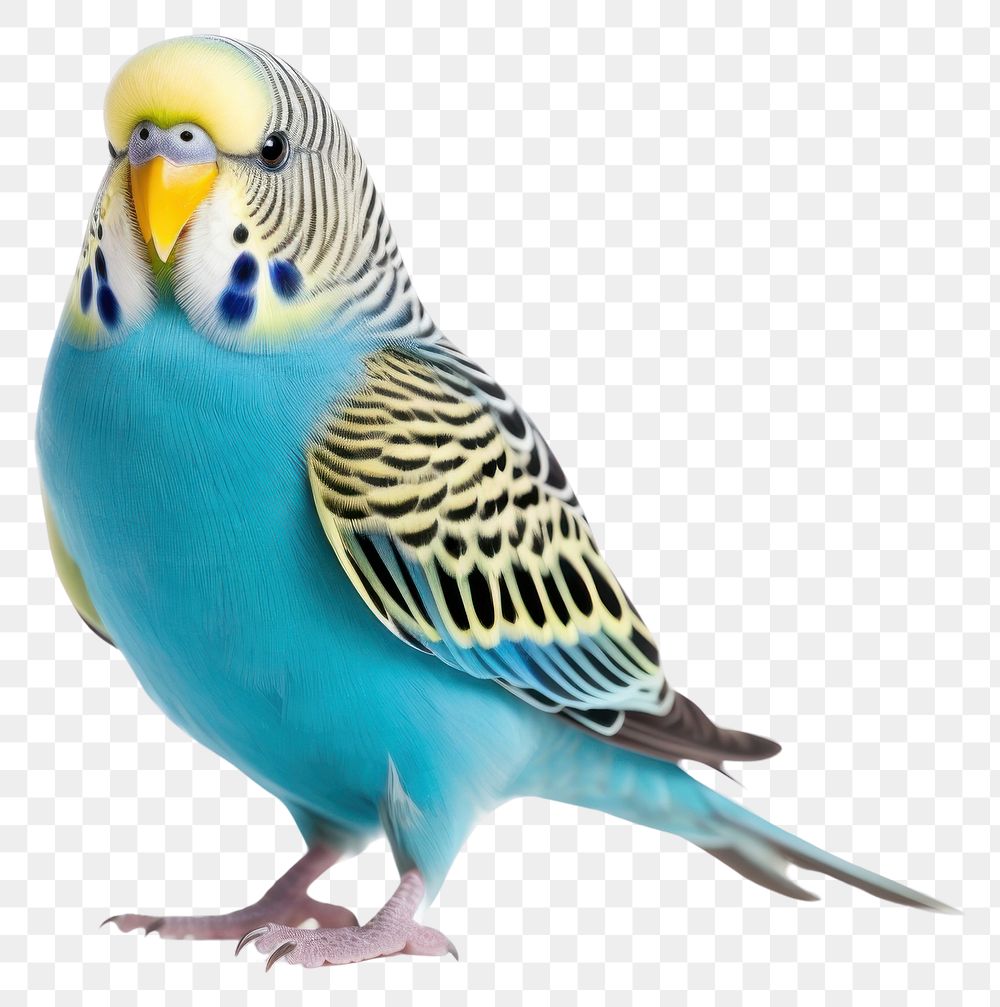 PNG Budgie bird animal parrot blue