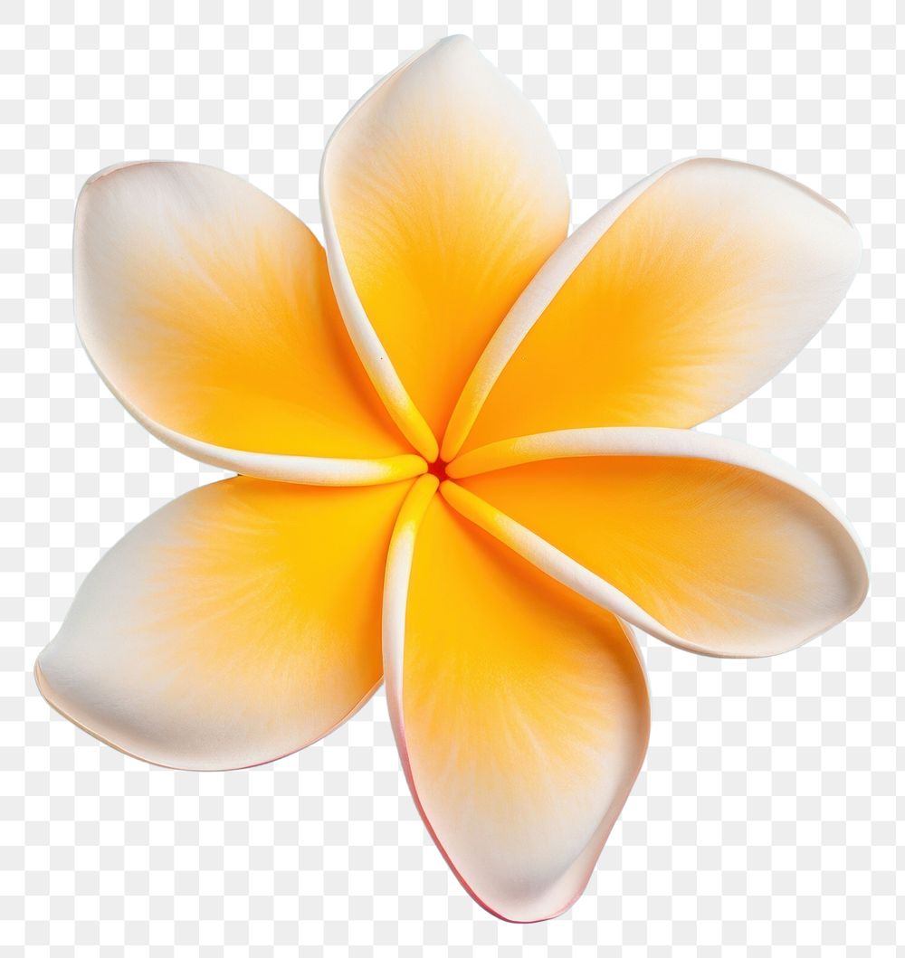 PNG Frangipani flower petal plant. AI generated Image by rawpixel.