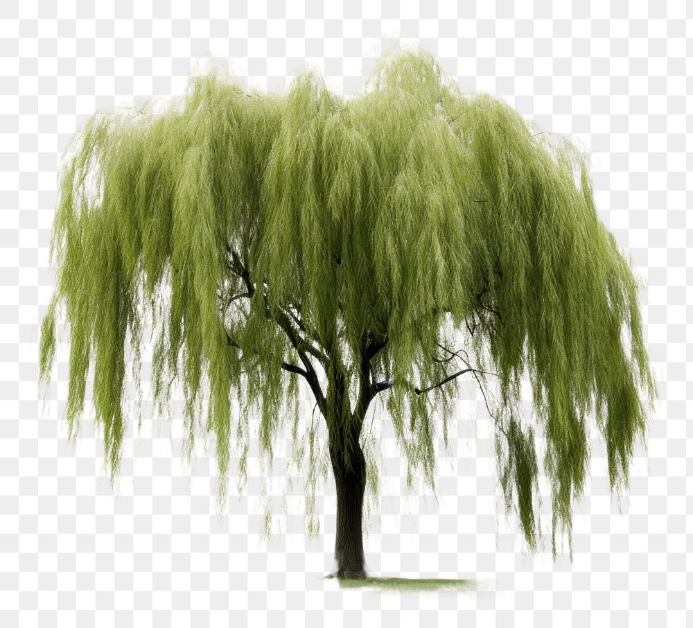 PNG Willow tree plant tranquility outdoors. AI generated Image by rawpixel.