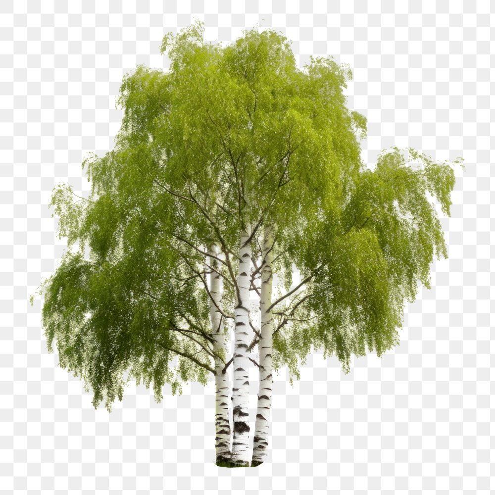 PNG Birch tree willow plant. AI generated Image by rawpixel.