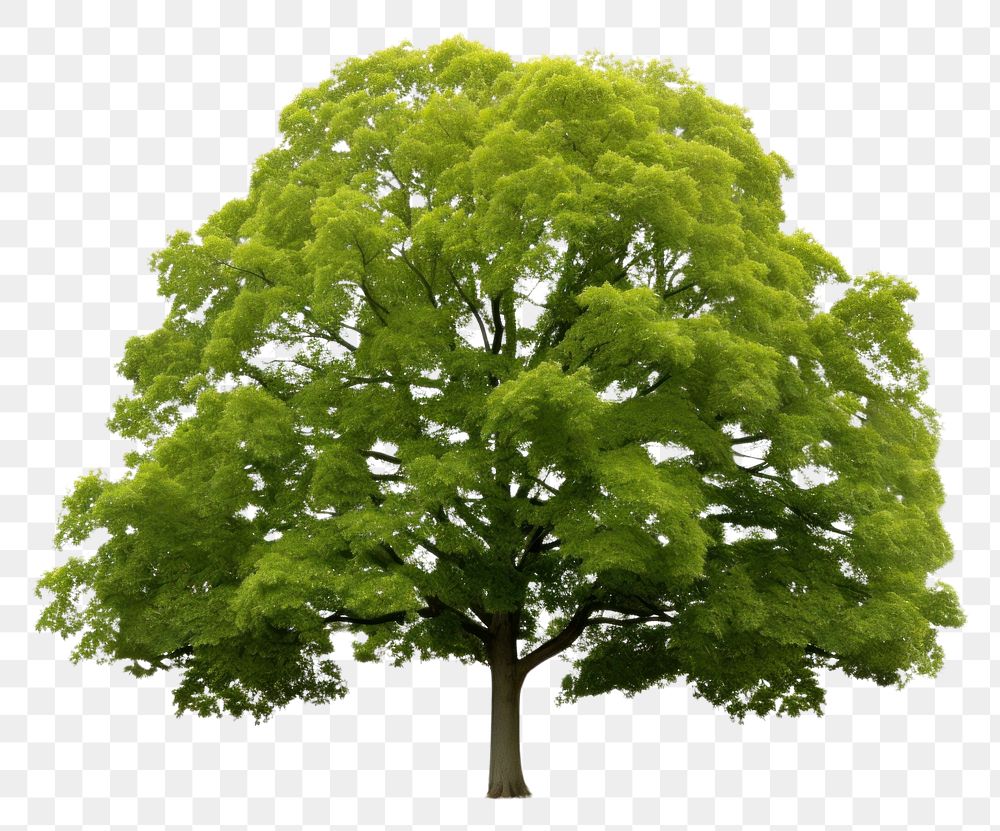 PNG Tree plant maple  