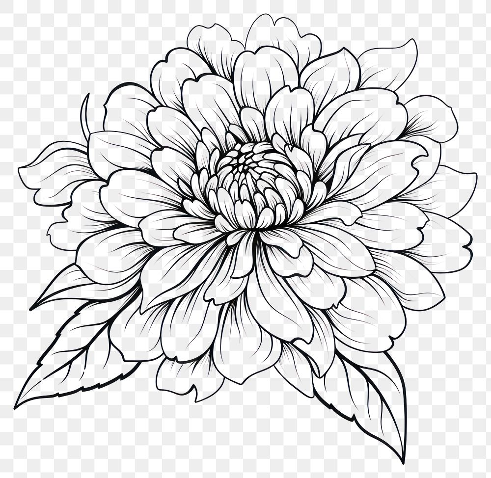 PNG  Flower drawing dahlia nature. AI generated Image by rawpixel.