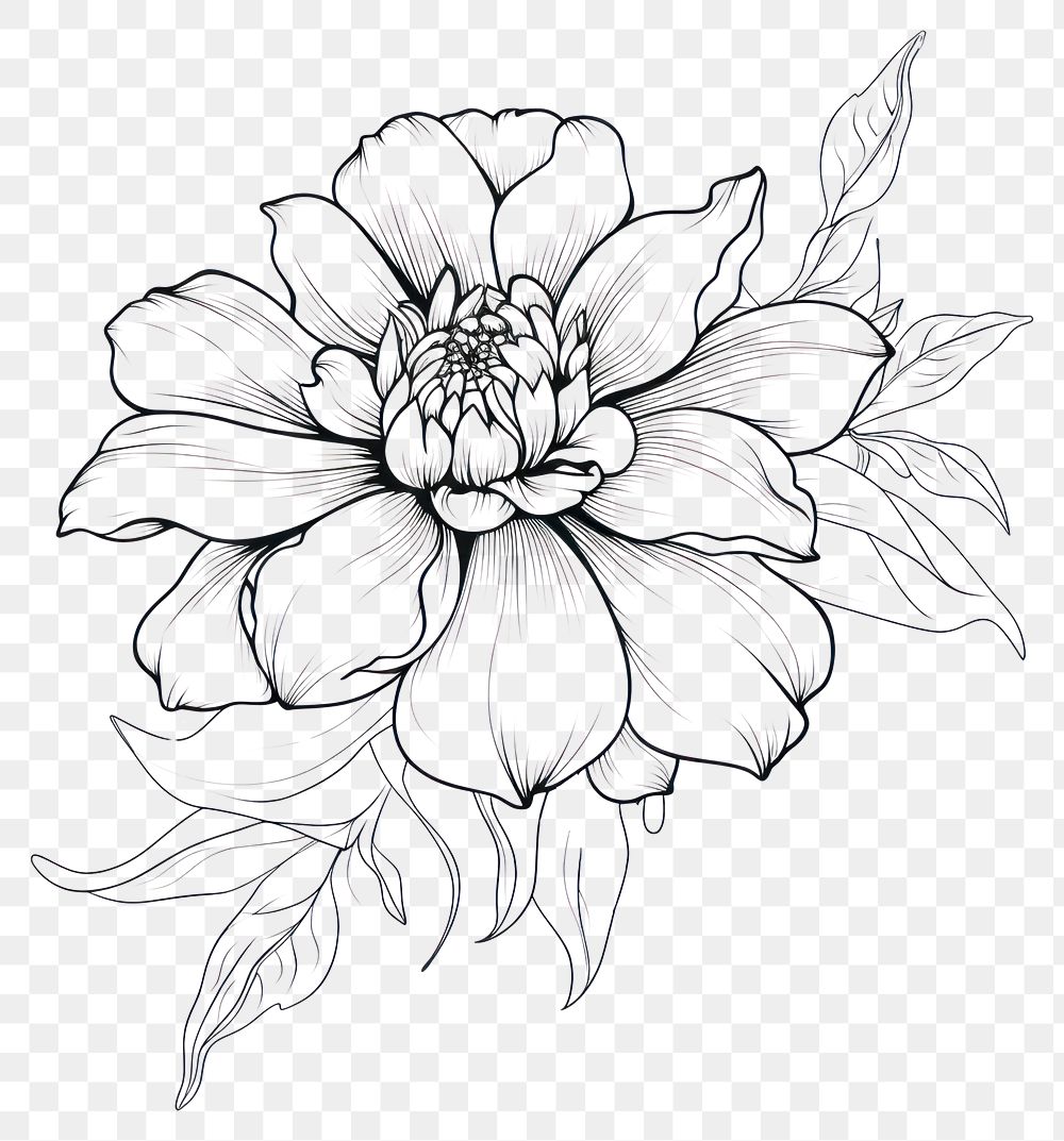 PNG  Flower drawing sketch plant