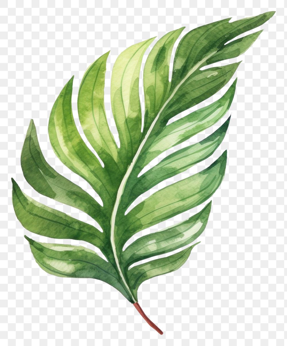 PNG Botanical leaf plant green watercolor paint. AI generated Image by rawpixel.