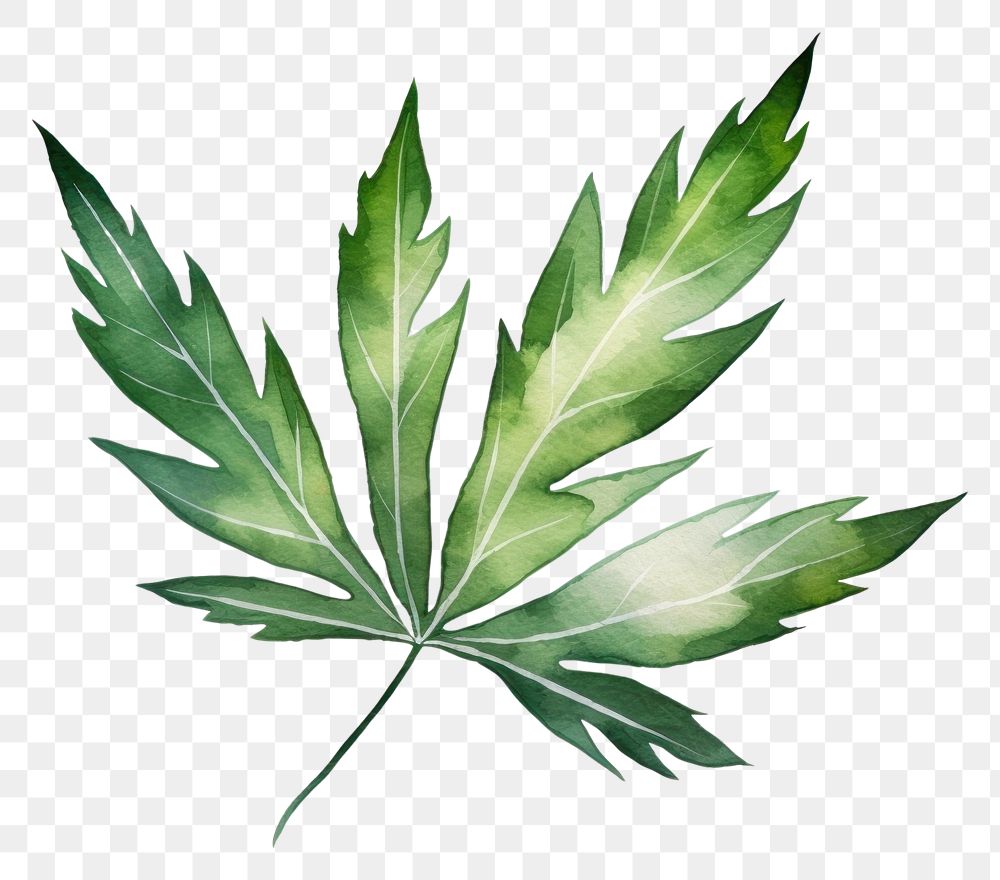 PNG Botanical leaf plant green herbs. AI generated Image by rawpixel.