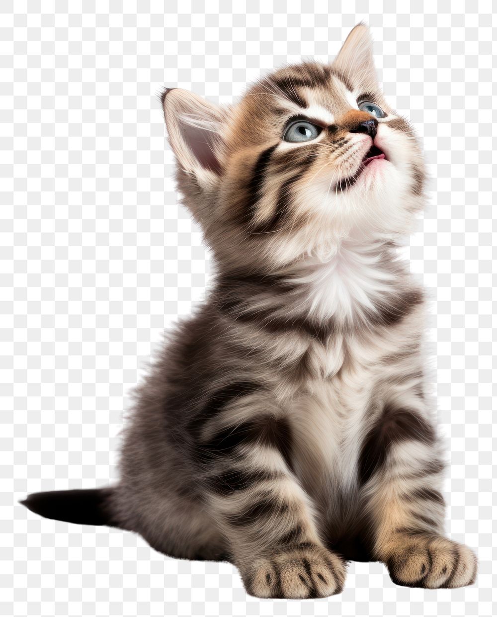 PNG Cute kitten portrait looking animal. AI generated Image by rawpixel.